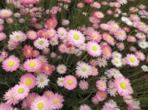 Wildflowers in Perth